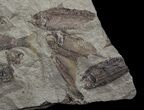 Fossil Fish (Gosiutichthys) Mortality Plate - Lake Gosiute #68426-2
